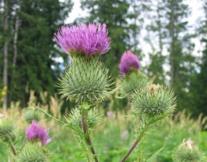 Scottish Thistle